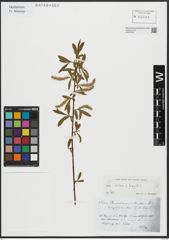 Foto von Salix alba L. x Salix fragilis L.